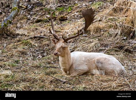 Albino red deer hi-res stock photography and images - Alamy