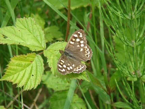 Bont Zandoogje Vlinders Genieten Van De Natuur