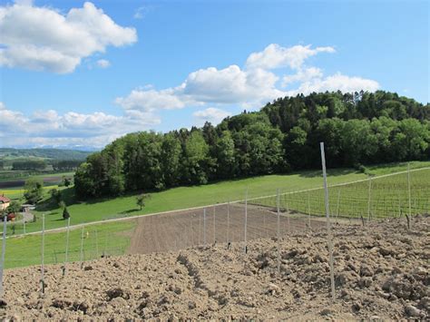 Histoire Et Histoires D Arnex Sur Orbe Les Vignes D Arnex Et Ses