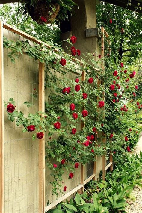 26 Functional DIY Rose Trellis Ideas | Balcony Garden Web