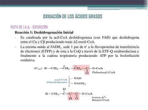 Ppt Estructura Molecular Y Comportamiento De Los L Pidos Powerpoint