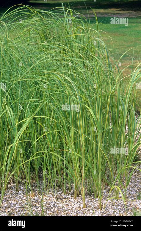 Spartina Pectinata Prairie Cordgrass