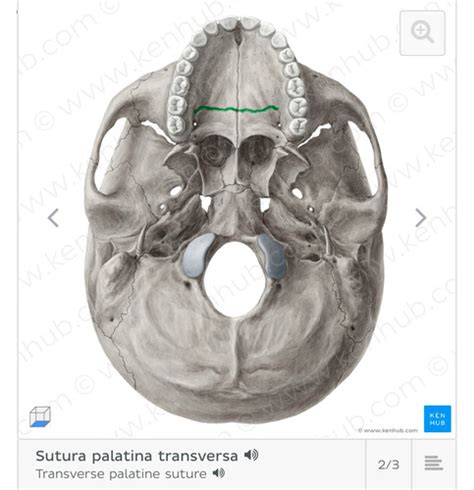 Anatomie Svaly Hlavy A Krku Flashcards Quizlet