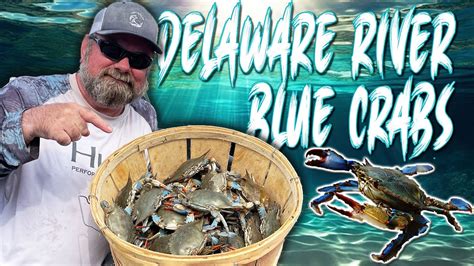 Blue Crabbing In Delaware River Youtube