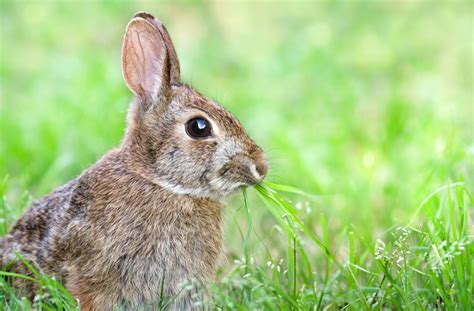 Eastern Cottontail Rabbit Adaptations