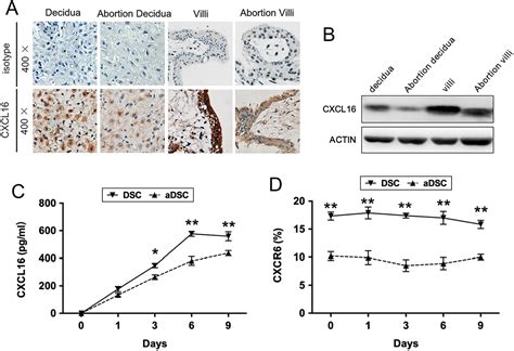 Cxcl Cxcr Interaction Promotes Endometrial Decidualization Via The