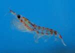 Krill: Essential Marine Life, Facts, Habitat, and Conservation