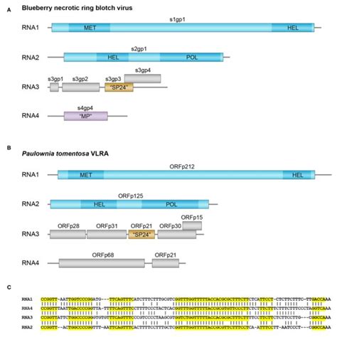 Genomes And Sequence Analysis Of Blunerviruses A Genome Structure