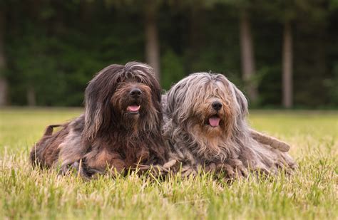 Bergamasco Sheepdog - Dog Breeds