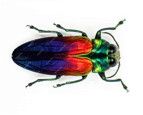 Premium Photo | Beetle isolated on white, red blue green metallic jewel ...