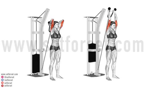 10 Best Medial Head Tricep Exercises - SET FOR SET