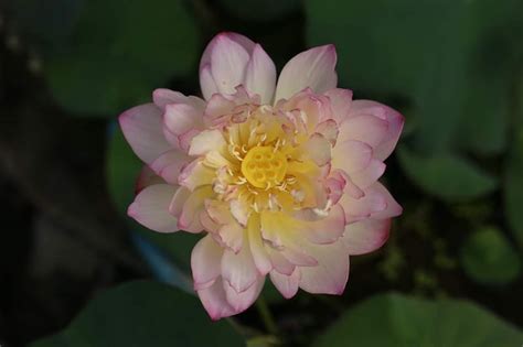 ky thuat trong va cham soc sen nhat mini tai nha wiki cay canh