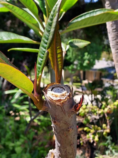 Propagating Plumeria Gardening In La