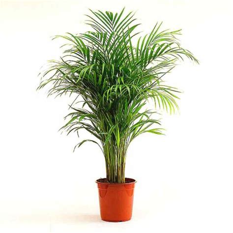 خرید بذر نخل راپیس lady palm با بهترین قیمت سایت بذرکو