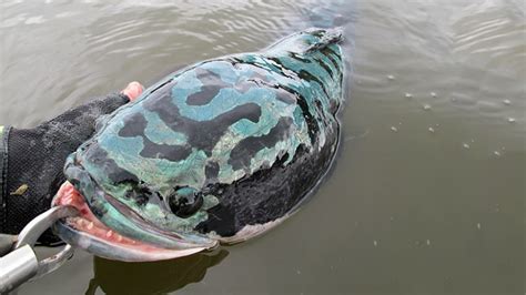 Mengenal Ikan Toman Giant Snakehead Channa Micropeltes PintarPet