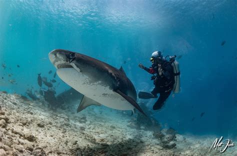 Fuvahmulah Scuba Club