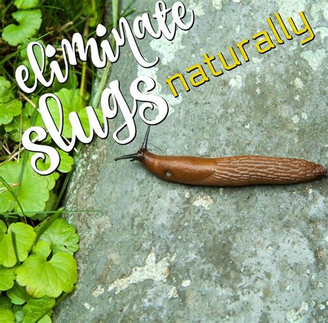 Can Slugs Drown And How To Get Rid Of Them Naturally Slugs Getting Rid Of Slugs Natural Garden