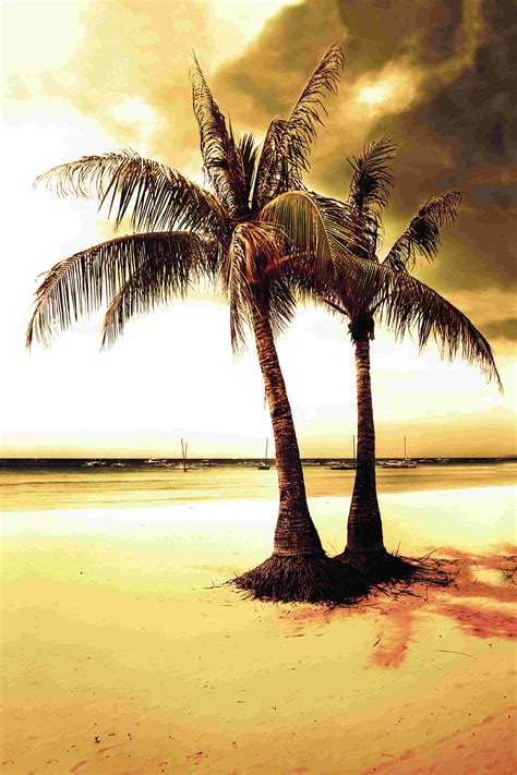 Bay Isle Home Tropical Sunset Wrapped Canvas Print Wayfair