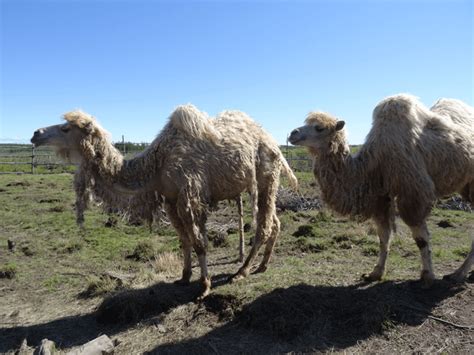 The First Photo Of Camels In The Pleistocene Park In Yakutia R