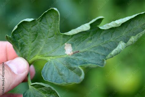 Tomato Leaf Infestation Mining Between Upper And Lower Leaf Surface By