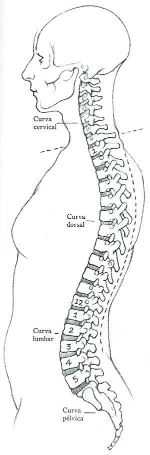 Dibujo De Columna Vertebral Para Colorear Images And Photos Finder