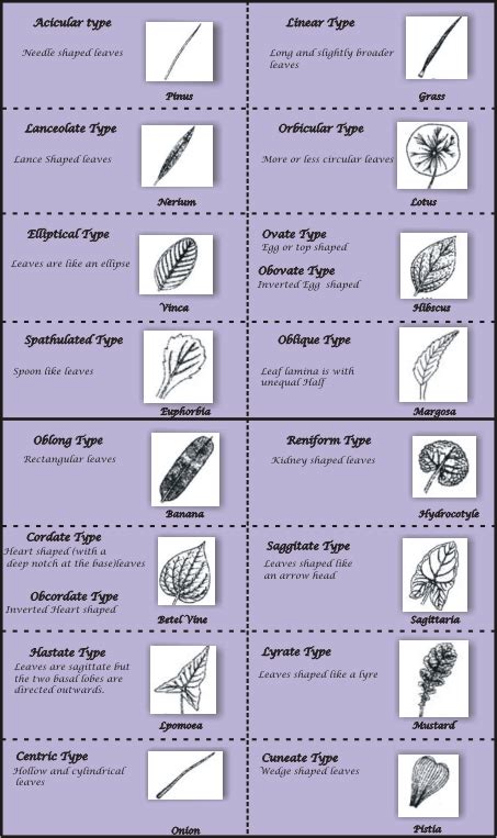 Lamina of a plant leaf MCQ - Practice Questions & Answers