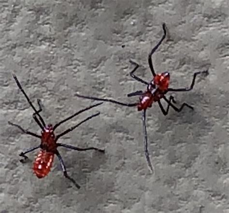 Red Ant Like Insect Bugguidenet