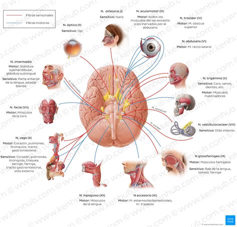 Los Pares Craneales Cuales Son Y Sus Funciones La Guia De Las Images