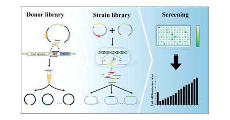 Crispr Based Construction Of A Bl De Derived Variant Strain