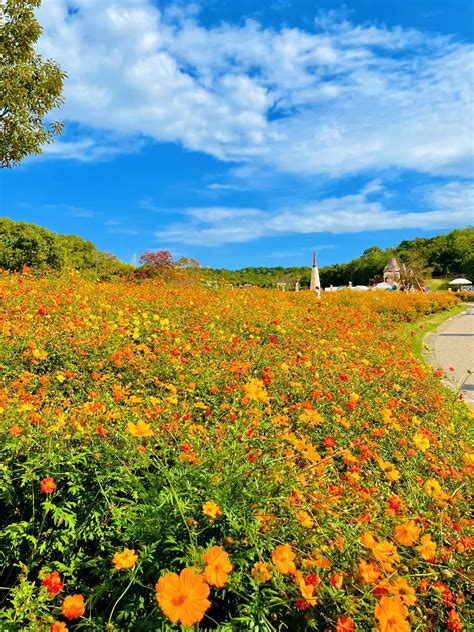 【愛知】秋の絶景！幻想的なコスモス畑が美しいモリコロパークは今が見頃🌸 Aynaa｜旅とグルメ👠が投稿したフォトブック Lemon8