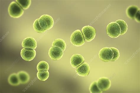 Streptococcus Pneumoniae Bacteria Illustration Stock Image F