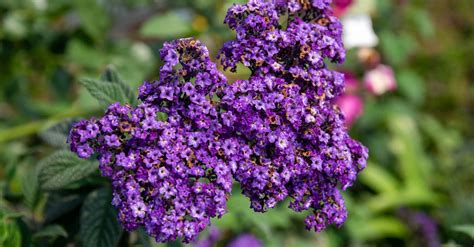 Close-up of Heliotrope Flowers · Free Stock Photo