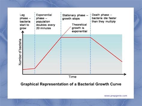 Bacterial Growth Cycle