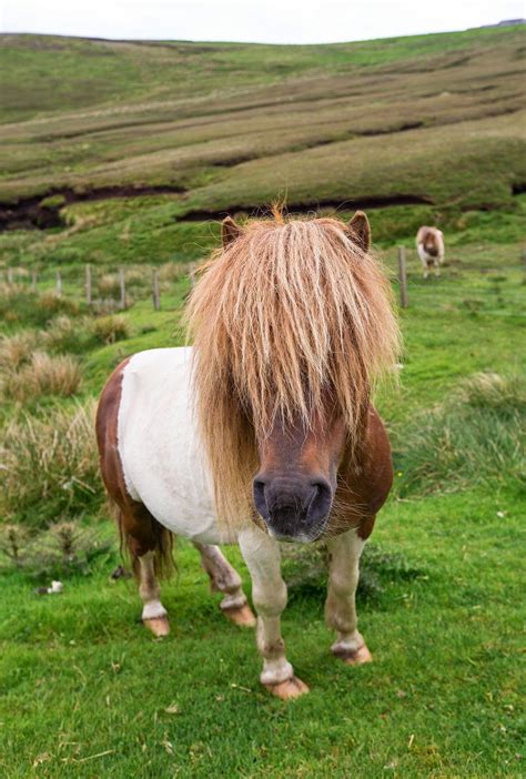 Shetland Ponies | Shetland pony, Shetland, Pony