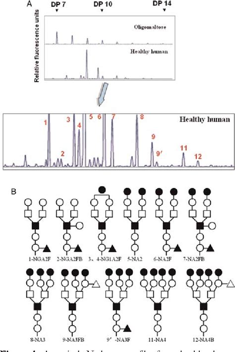 Figure 1 From Human Serum N Glycan Profiles Are Age And Sex Dependent