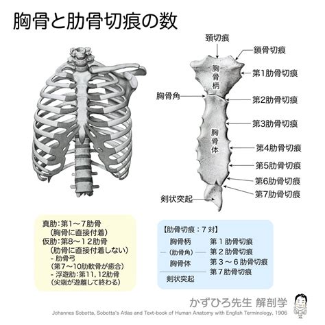 胸郭と胸骨の全体像 胸郭は、胸椎・肋骨（＋肋軟骨）・胸骨で作る“かご状の骨格”。 前面の縦棒が胸骨で、左右の肋骨がここに肋軟骨を介してつながり ...