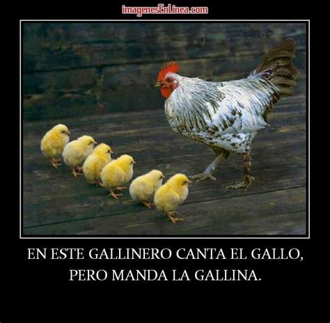 Gallos Meme Aqui Manda La Gallina Gallerismo