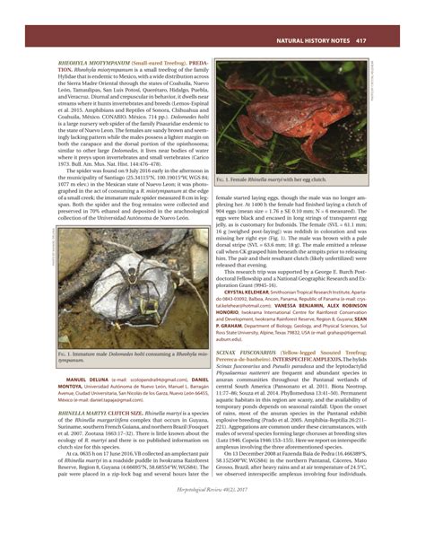 PDF Rheohyla Miotympanum Small Eared Treefrog Predation