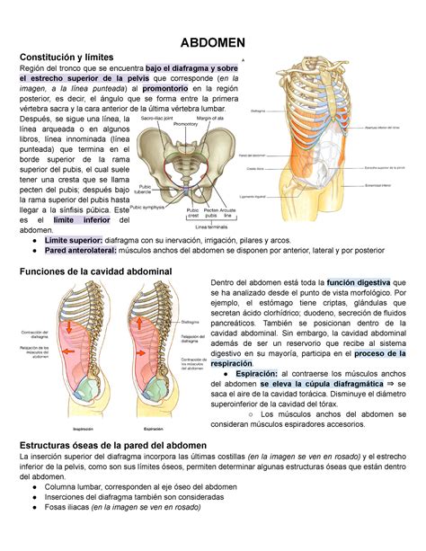 Topograf A De Paredes De Abdomen Abdomen Constituci N Y L Mites