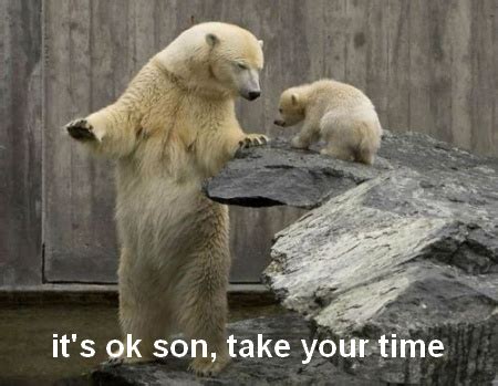 Polar Bear Funny Quotes. QuotesGram