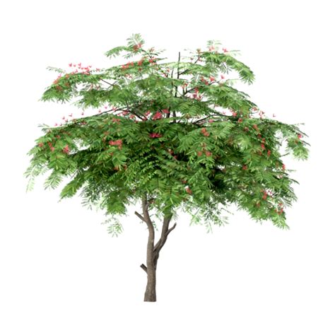 Albizia Julibrissin Tree Rokn Alashjar