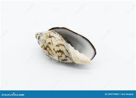 View Of A Sea Shell On A White Background Stock Photo Image Of Conch