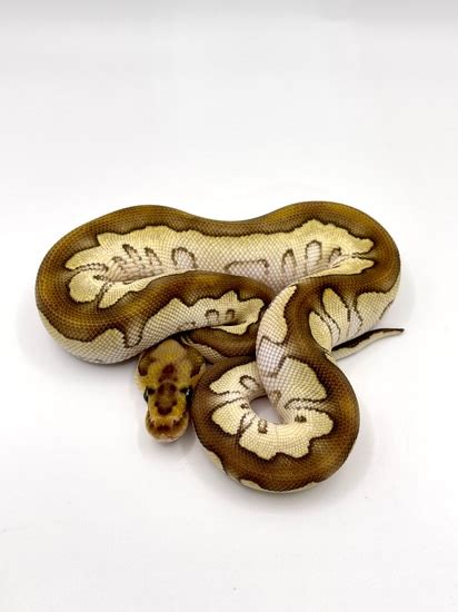 chocolate lesser clown ball python  bentleys snake house