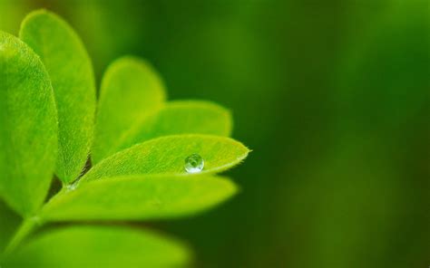 🔥 [90+] Green Leaf Wallpapers HD | WallpaperSafari