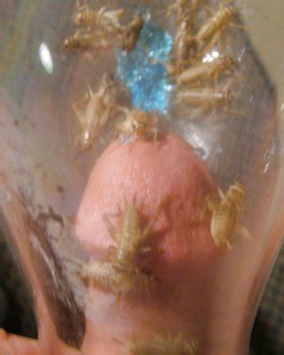 BDSM Pigs Porn Pictures XXX Photos Sex Images PICTOA