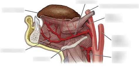 Pathway Of Lingual Artery Diagram Quizlet