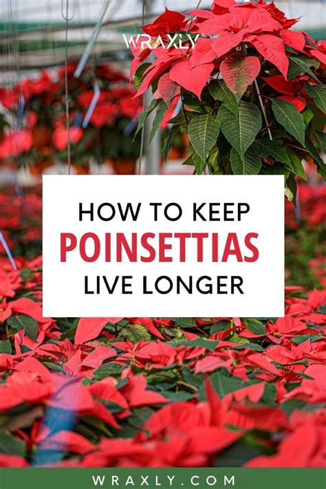 Do You Want To Know How To Keep Poinsettias Alive Longer This Post Has Answers For You Find