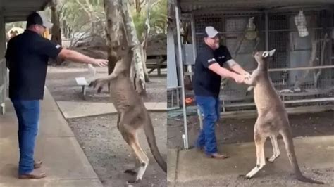 Canguru luta turista em parque na Austrália e vídeo viraliza