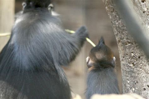 動物zoo感ごっこ 霊長目＊オナガザル科