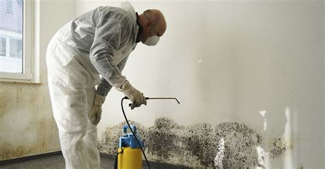 The 10 Best Mold And Mildew Removal Companies Near Me